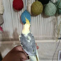 جوجه عروس|پرنده|قرچک, مهدیه|دیوار