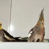 عروس هلندی