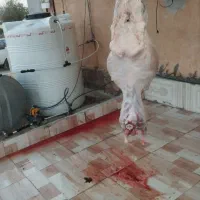 فروش انواع دام کشتاری