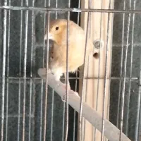 قناری نر|پرنده|شیراز, سلطان آباد|دیوار