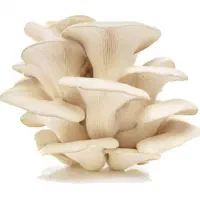 فروش بذر قارچ صدفی