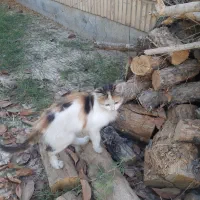 گربه رایگان|گربه|یزد, |دیوار