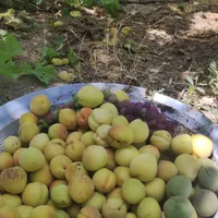 سرمایه زمین باغچه ای/شهریار مناسب ویلا سازی /سند|فروش زمین و ملک کلنگی|تهران, شهر‌زیبا|دیوار
