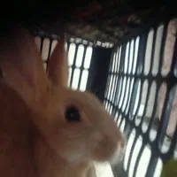 خرگوش دستی و باهوش