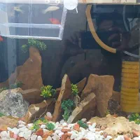 یک عدد اکواریوم شیشه خم جدید کامل|ماهی|ابهر, |دیوار