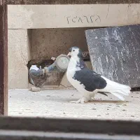 کبوتر لاهوری نر|پرنده|قم, دروازه کاشان|دیوار