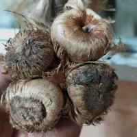 پیاز زعفران