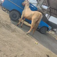 نریان خالص کرد داری برگه کشش|اسب و تجهیزات اسبسواری|میاندوآب, |دیوار