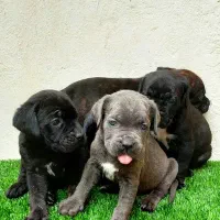 توله کنگرسو .و دوتا کنگرسو بالغ|سگ|لواسان, |دیوار