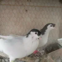 فروش یک جفت ساده شاخی