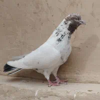 کبوتر