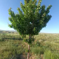 فروش درخت میوه چند ساله|گل و گیاه طبیعی|الیگودرز, |دیوار
