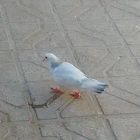 کفتر المانی|پرنده|کاخک, |دیوار