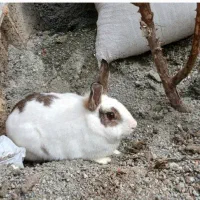 دوتا خرگوش
