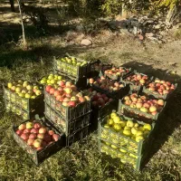 سیب تازه