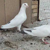 یجفت دمدار