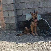 ژرمن شپرد...ورک لاین