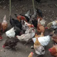 تخم نطفه دار مرغ