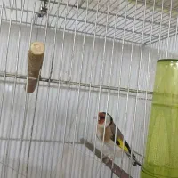 سهره نرو ماده مست|پرنده|سنندج, |دیوار