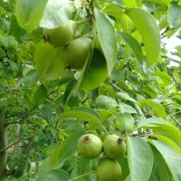 فروش باغ|فروش دفتر صنعتی، کشاورزی، تجاری|ساری, |دیوار