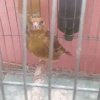 جوجه سهره قناری نر دهن لر ۳ ماهه|پرنده|فردیس, شهرک سپاه|دیوار