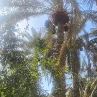 درخت تکونم