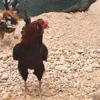 مرغ خروس محلی