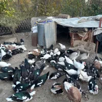 مرغابی ترکی اصل نر وماده|حیوانات مزرعه|سردشت, |دیوار