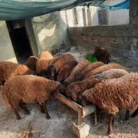 فروش ۱۳ راس بره همو و هترو