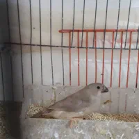 فنج کینگ انگلیسی وگلدین|پرنده|بندرعباس, |دیوار