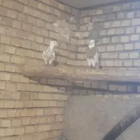 طوقی