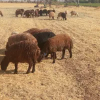 بره ماده افشاری و غزل افشار