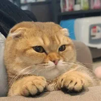 گربه اسکاتیش مینیاتوری