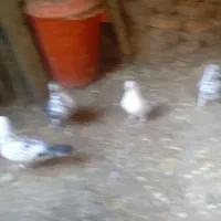 کبوتر تهرانی|پرنده|کرج, حصار|دیوار