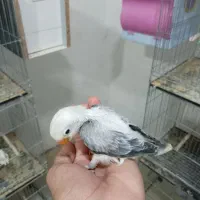 کوتوله برزیلی