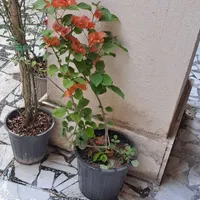 تنوع گل|گل و گیاه طبیعی|رشت, امین الضرب|دیوار