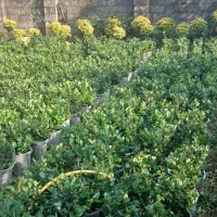 کاج لاوسون پالم واشنگتنی یاس هلندی سیکاس|خدمات باغبانی و درختکاری|کلاچای, |دیوار