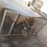 قفس فنس محکم