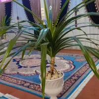 گل پاندانوس