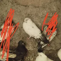 طوقی های اویناق و ساعتی معاوضه با دوبر|پرنده|ویلکیج, |دیوار