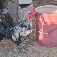 خروس