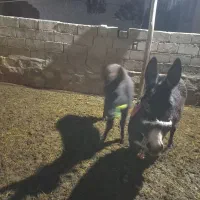 کره خر ماده|حیوانات مزرعه|سراجو, |دیوار