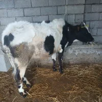 گوساله ماده قیمت آخرنوشتم کمترنمیدیم محلی|حیوانات مزرعه|ضیابر, |دیوار