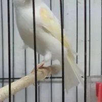 قناری ماده موزاییکی اورجینال