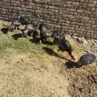 بوقلمون نروماده|حیوانات مزرعه|خاش, |دیوار