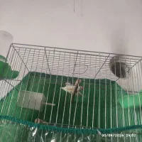 فنج دو جفت سفید کلاهی روی تخم