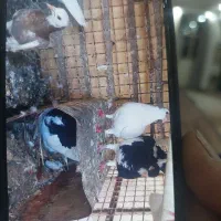 فروش تعدای کبوتر