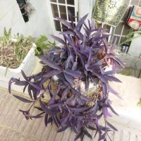 گل های مختلف باقیمت های متفاوت