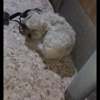 فروش سگ شیتزو نر