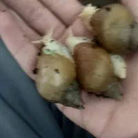 حلزون آلبینو|خزنده|شیراز, سلطان آباد|دیوار